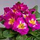 Примула Данова F1 purple bicolor 100 шт,Sakata, Японія 1928 фото