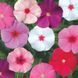 СанШторм F1 суміш 100 шт,кущовий,Syngenta Flowers, Нідерланди 2273 фото