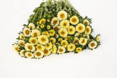 Айстра китайська Matsumoto, Yellow, Sakata 0097 фото