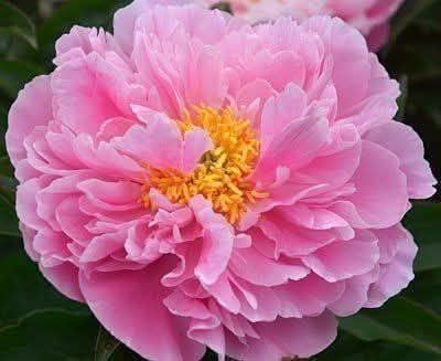 Pink Lullaby 3/5 бр 3116 фото
