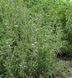 Чабер Саммер савої садовий, 0,5 г, Hem Zaden, Нідерланди 1438 фото 2