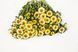 Айстра китайська Matsumoto, Yellow, Sakata 0097 фото 1