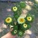 Айстра китайська Matsumoto, Yellow, Sakata 0097 фото 2