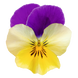 Хайфлаєр F1 yellow purple wing 50 шт, віттрока каскадна, Benary, Німеччина 1487 фото