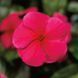 СанШторм F1 червоний 100 шт,кущовий,Syngenta Flowers, Нідерланди 2274 фото